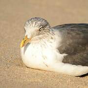 Lesser Black-backed Gull