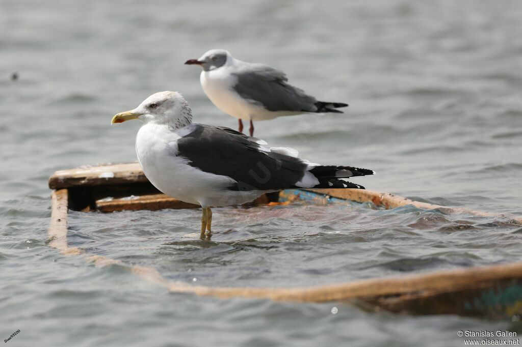 Lesser Black-backed Gulladult transition