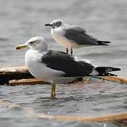 Lesser Black-backed Gull