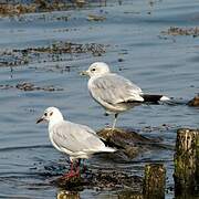 Common Gull