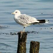 Common Gull