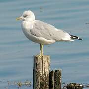 Common Gull