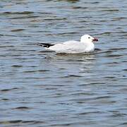 Audouin's Gull