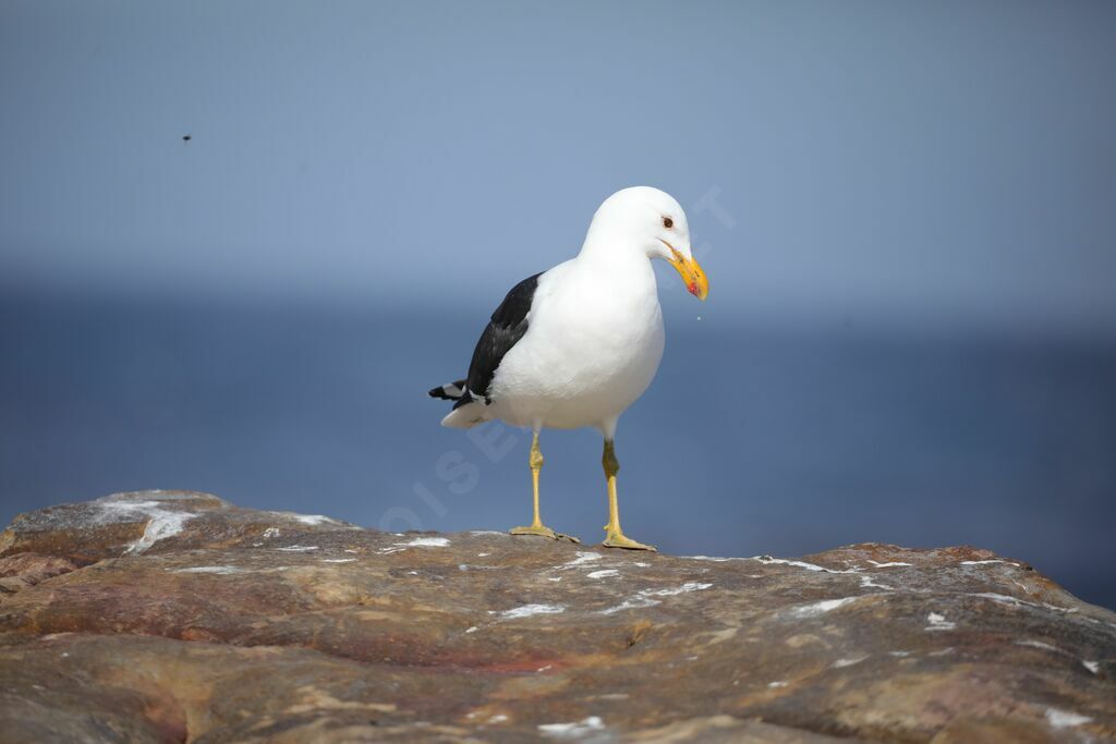 Kelp Gull