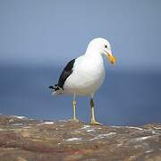 Kelp Gull