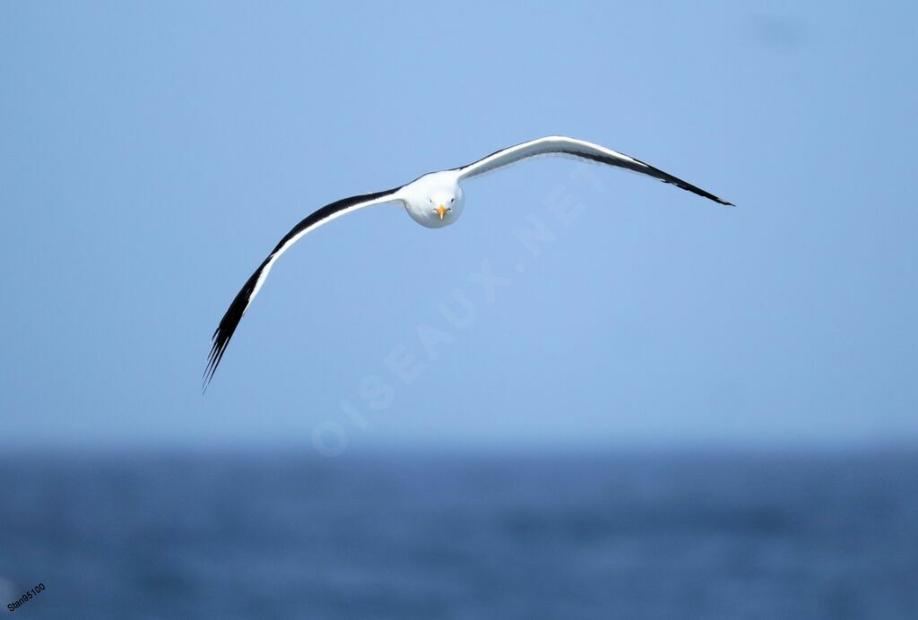 Kelp Gulladult, Flight