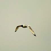 Pallas's Gull