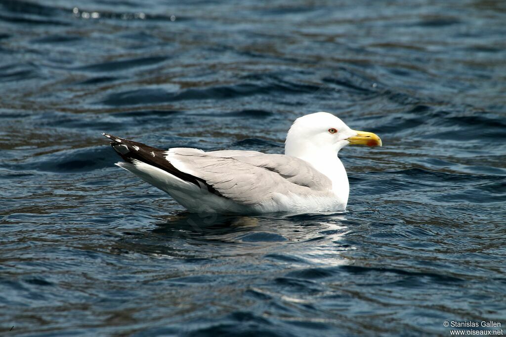 Yellow-legged Gulladult