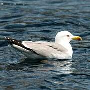 Yellow-legged Gull