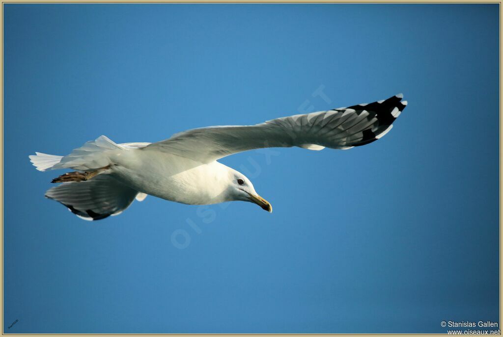 Yellow-legged Gulladult