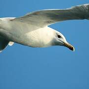 Yellow-legged Gull