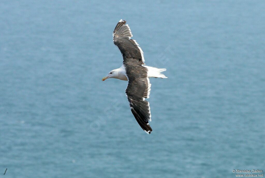 Great Black-backed Gulladult transition