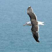 Great Black-backed Gull