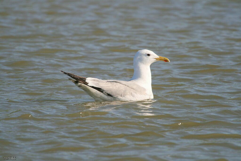 Caspian Gulladult breeding