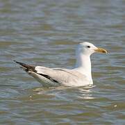 Caspian Gull