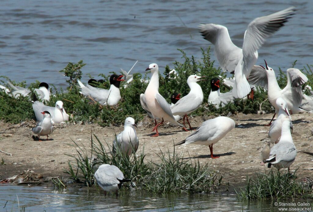 Slender-billed Gulladult breeding