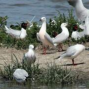 Slender-billed Gull