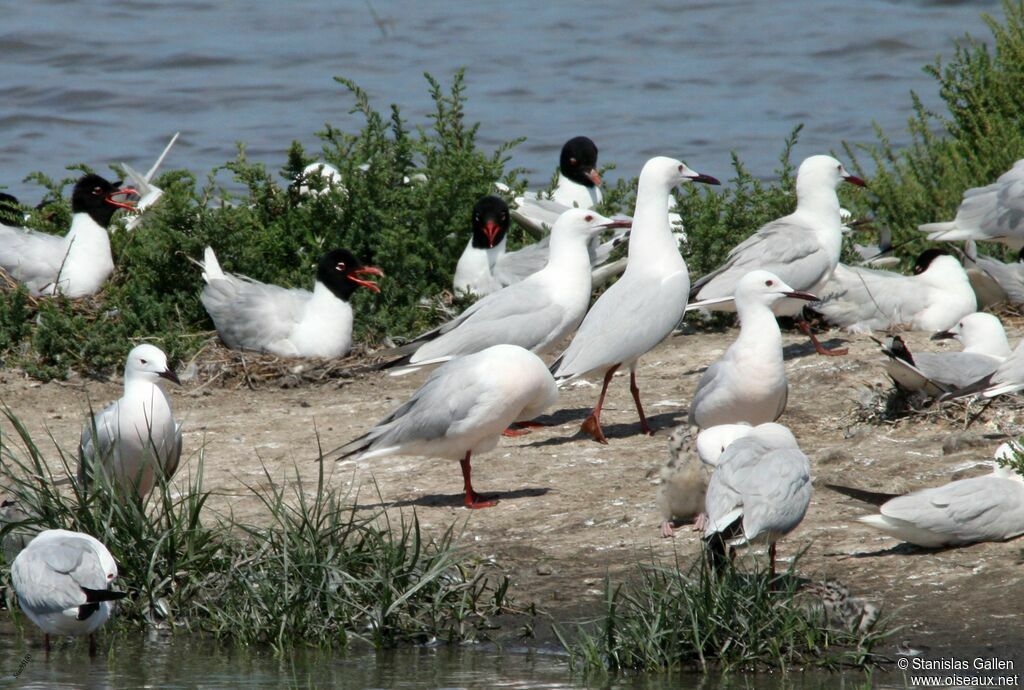 Slender-billed Gulladult breeding