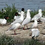 Slender-billed Gull