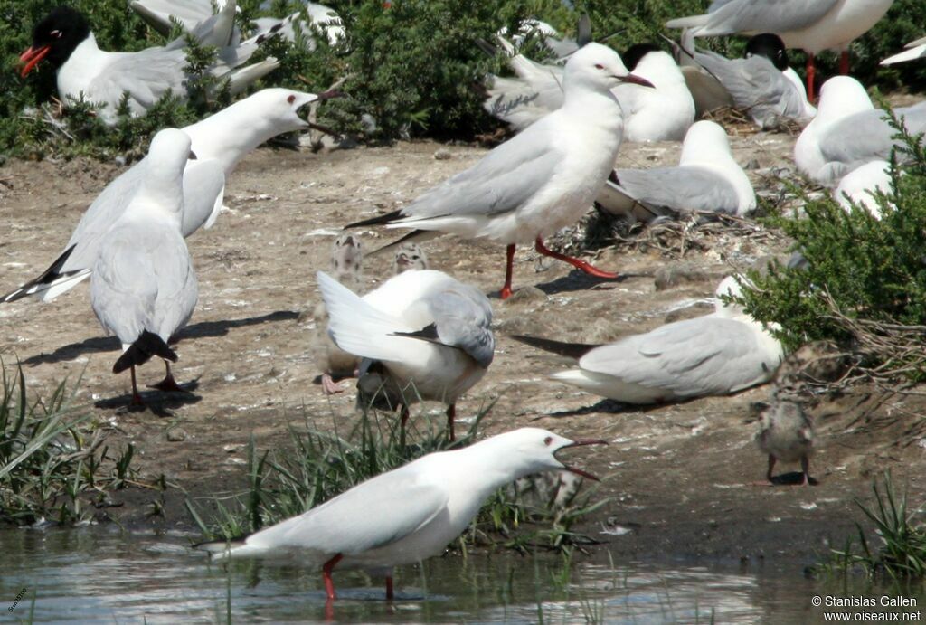 Slender-billed Gulladult breeding