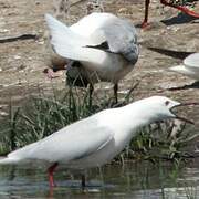 Slender-billed Gull