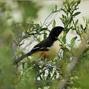 Southern Boubou