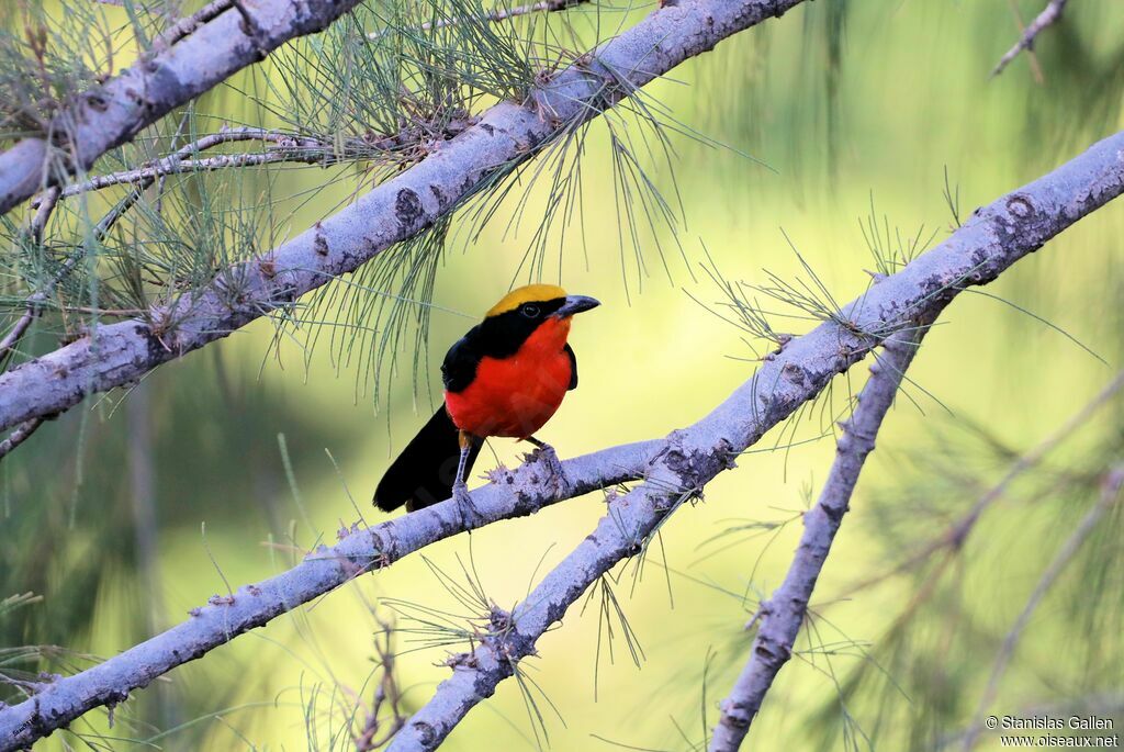 Yellow-crowned Gonolekadult