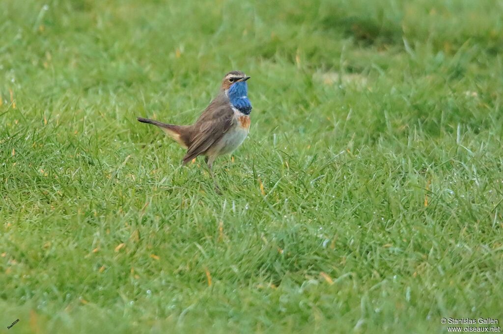 Bluethroat male adult breeding