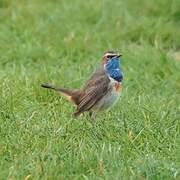 Bluethroat