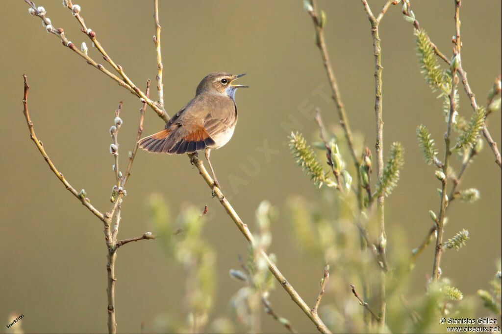 Bluethroat male adult breeding, song