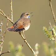 Bluethroat