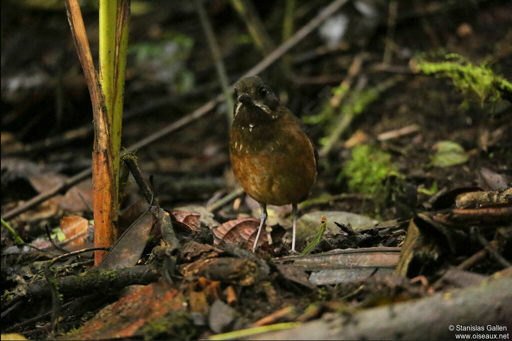 Moustached Antpittaadult, walking