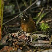 Moustached Antpitta