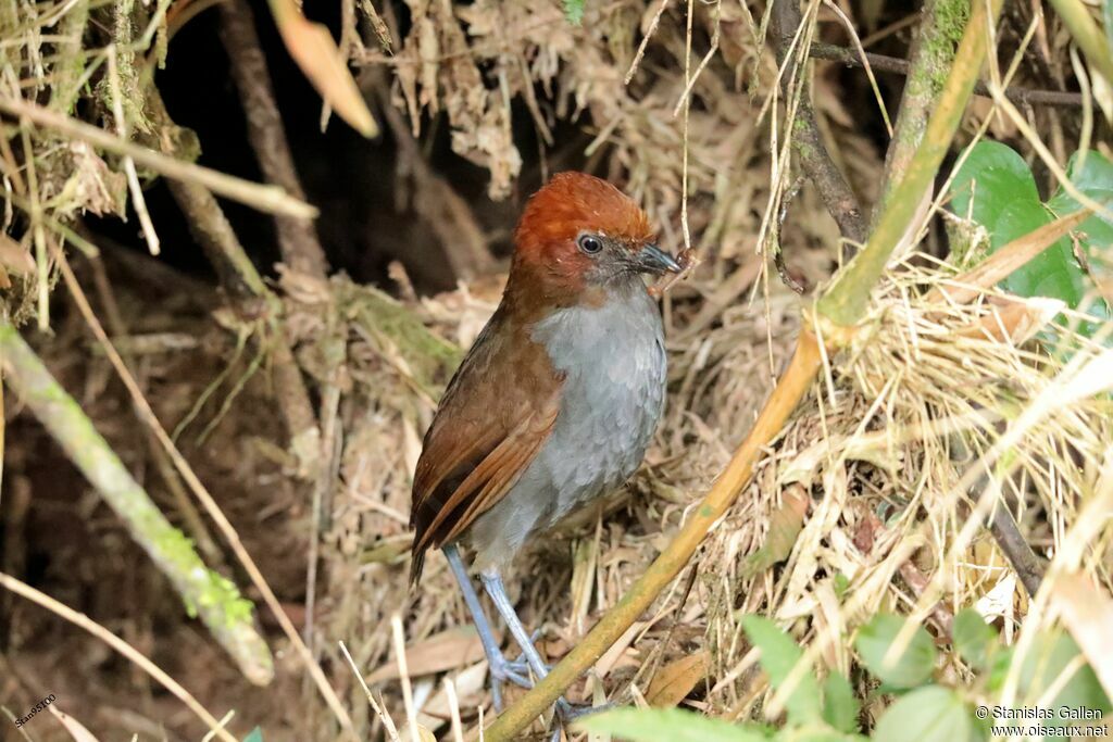 Chestnut-naped Antpitta male adult breeding