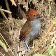 Chestnut-naped Antpitta