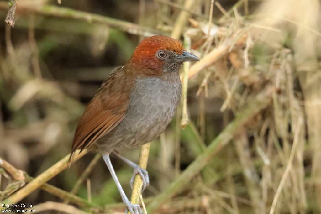 Grallaire à nuque rousse mâle adulte nuptial, identification