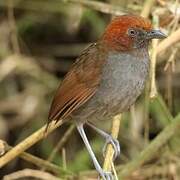 Chestnut-naped Antpitta