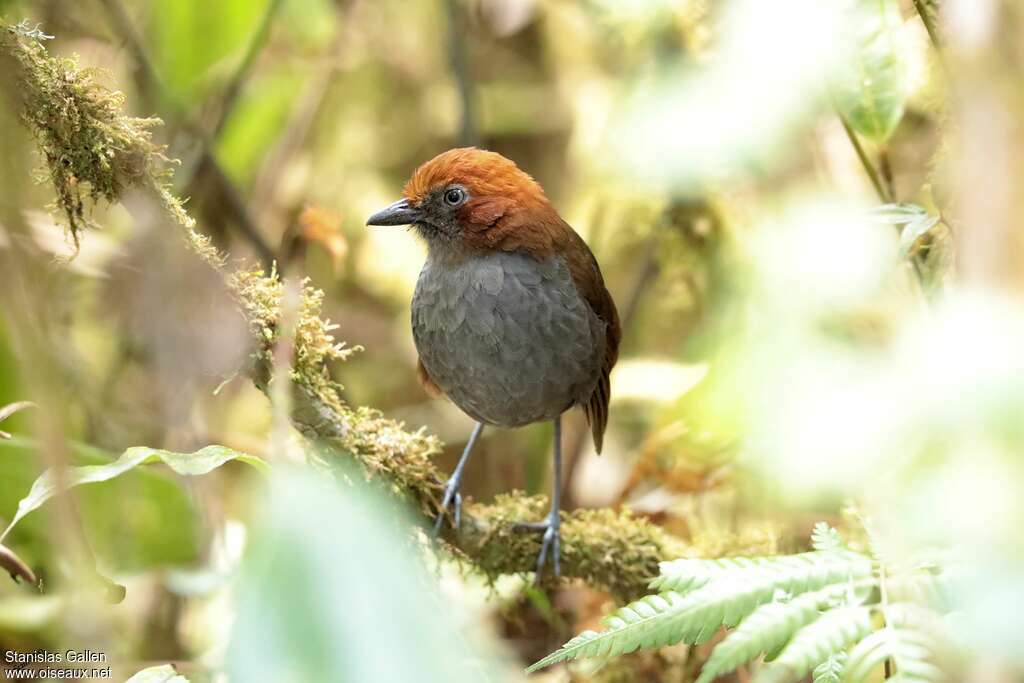 Grallaire à nuque rousse mâle adulte, habitat