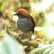 Chestnut-naped Antpitta