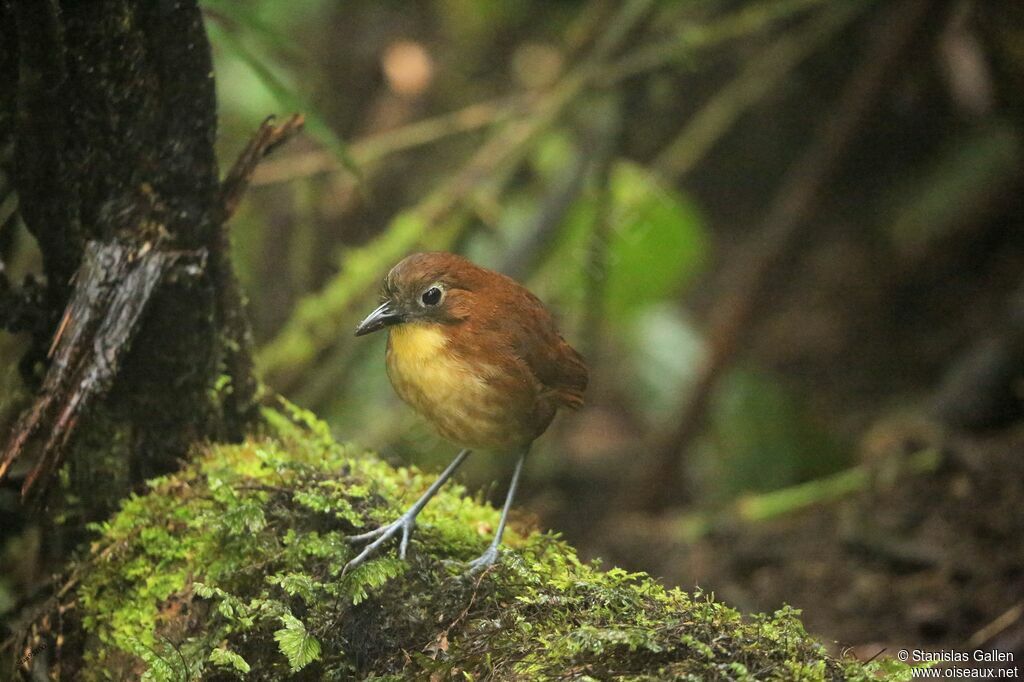 Yellow-breasted Antpittaadult, walking