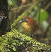 Yellow-breasted Antpitta