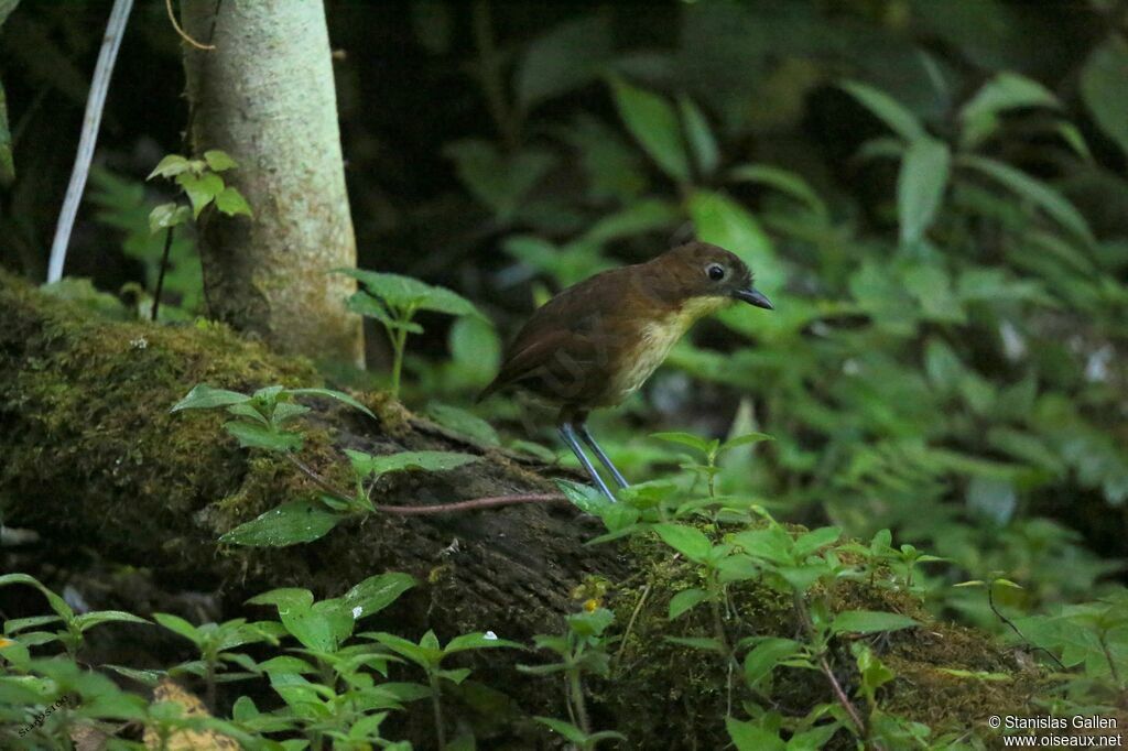 Yellow-breasted Antpittaadult