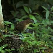 Yellow-breasted Antpitta