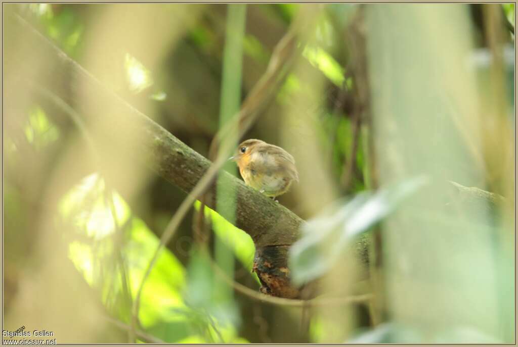 Rusty-breasted Antpitta male adult breeding