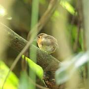 Rusty-breasted Antpitta