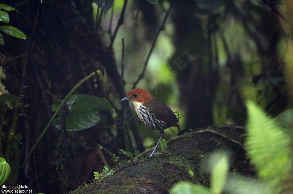 Chestnut-crowned Antpittaadult, habitat, pigmentation