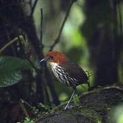 Chestnut-crowned Antpitta