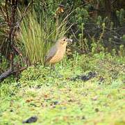 Tawny Antpitta