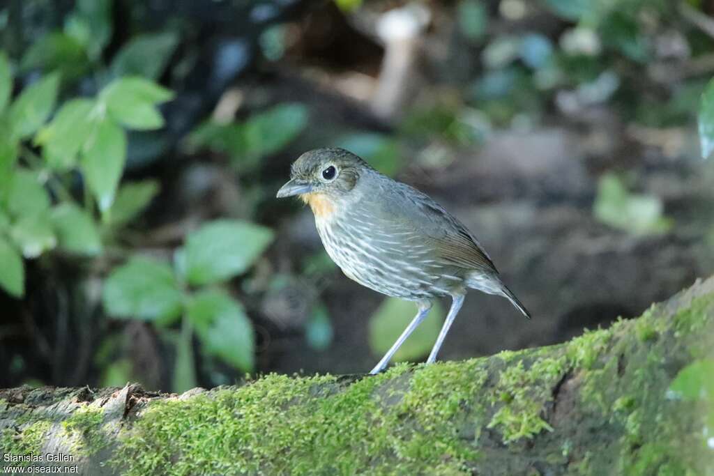 Grallaire de Santa Marta adulte, identification