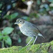 Santa Marta Antpitta